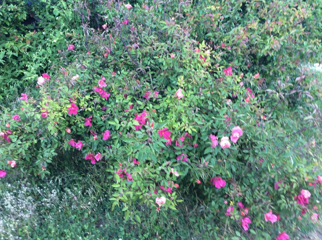 لانغيرانو B&B Villa Rossana المظهر الخارجي الصورة